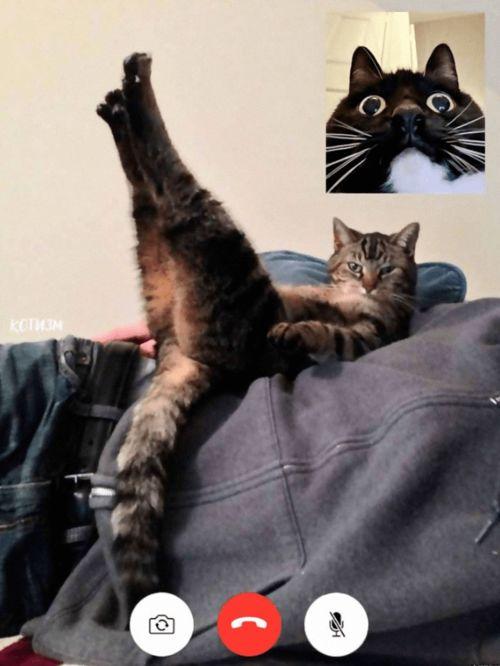 猫咪弄坏丝袜视频,丝袜“惨遭毒手”，萌态百出引网友爆笑