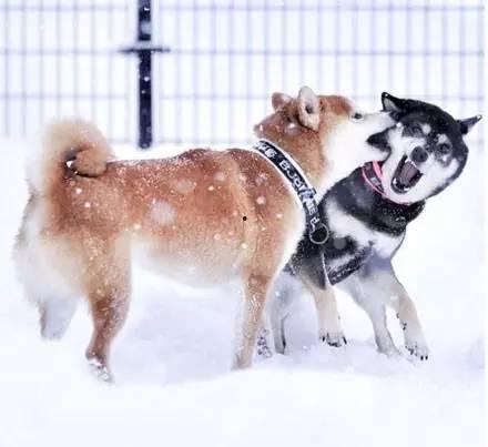 日本人日了狗,日了狗背后的文化内涵