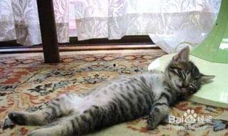 猫猫喝醉酒爆料视频,萌态百出，揭秘喵星人的秘密生活