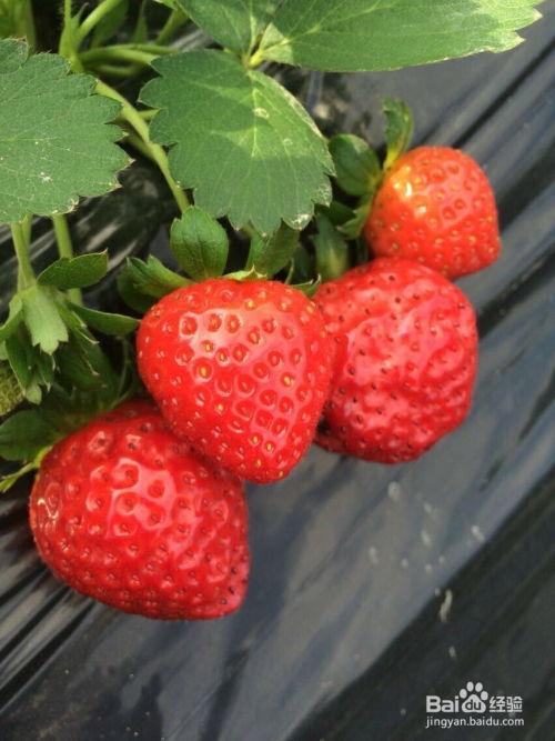 草莓果酱娱乐吃瓜君,揭秘娱乐圈那些不为人知的幕后故事