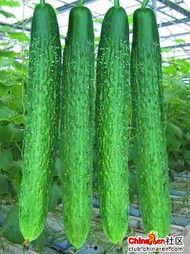 5.1吃瓜网官网,揭秘娱乐圈最新热点,带你畅游八卦海洋