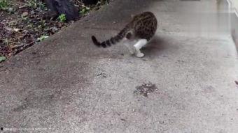 娱乐吃瓜小野猫