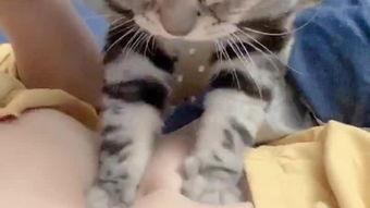 娱乐吃瓜小野猫