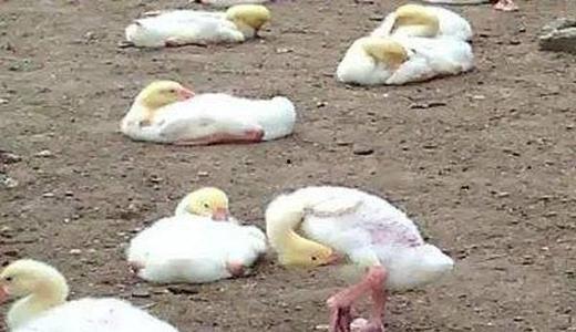 娱乐吃瓜酱大鹅,揭秘娱乐圈那些不为人知的幕后故事