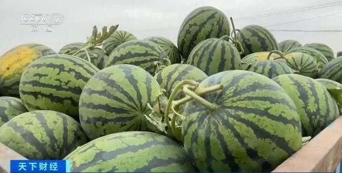 五一吃瓜网最新内容