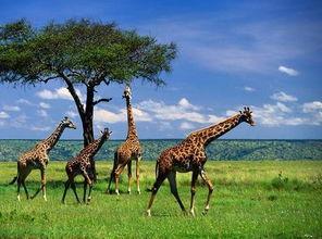 娱乐吃瓜君长颈鹿