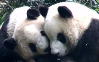 娱乐吃瓜熊猫,娱乐界新宠儿