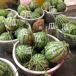 吃瓜娱乐处
