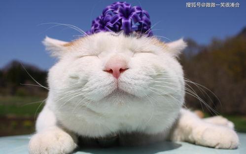 娱乐吃瓜酱猫兔子